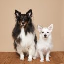 성남시분당시니어클럽 이미지