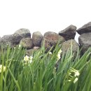 수선화민박 이미지