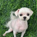 야옹아 멍멍해봐 미용실 이미지