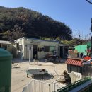 밀양병원 | 밀양유기견보호소 입양 후기(포인핸드 입양 후기)