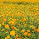 황산공원 배구장 이미지