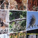 산약초건강원 - 문경시 가은로 148-1 | 산약초건강원