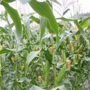 화강농장 이미지