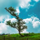 현 목장 이미지