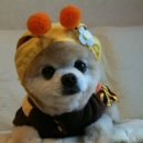 펫 파라다이스 이미지