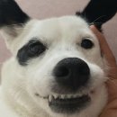 투게더 동물병원 | 송도 투게더동물병원에서 스케일링 후기