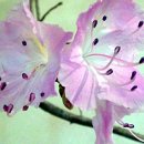 소희꽃농원 이미지