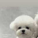 디어퍼피 이미지