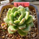 라비앙로즈 이미지