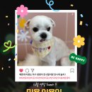 맘댕미 이미지