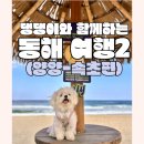 댕댕이와 함께 동해여행2(양양 속초편)