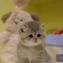 울산고양이분양 모나미네코 울산본점 이미지