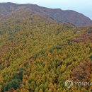 우구치리 낙엽송 숲 연합뉴스