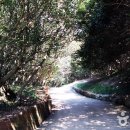 광양 옥룡사 동백나무 숲 이미지