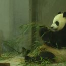 판다9