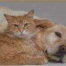 개와고양이 이미지
