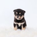 천안 강아지분양 도로시펫 이미지