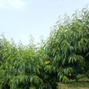 태경농장 이미지