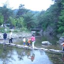 금강송 생태경영림 이미지