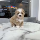 빼로독 강아지분양 의정부본점 이미지