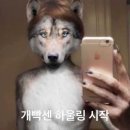 개멋져 이미지