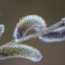 강아지천국 이미지