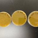 누룩푸드 이미지