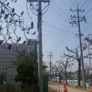 천사분평 네이버블로그