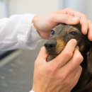 더봄동물병원 이미지