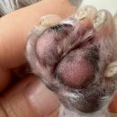 엘피스 | 엘피스겔 3주 사용 후기