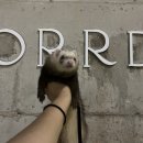 오르디(ORRD) 이미지