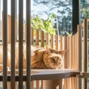 MODERN CAT 네이버블로그
