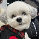 악동강아지 | [동탄] 헤이쏠 스튜디오 | 반려동물 스튜디오, 강아지사진관 방문후기