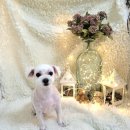 도그에이드 이미지