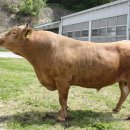 경상북도 축산기술연구소 이미지