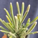 수원-0943 이미지