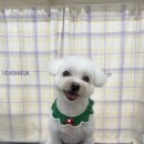 탱스땡스 이미지