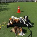 아산 반려견 교육센터 이미지