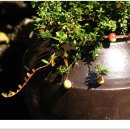 월귤, 버베나, 나비수국＜로테카 미리코이데스＞ , 사랑초 ＜무늬종＞, 브라이 달벨 ＜엘레강스＞ 이미지