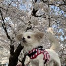 꽃길걷개 이미지