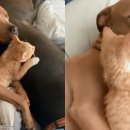 멍멍이와냥이