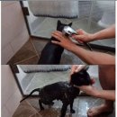 박수홍 고양이 다홍이가 목욕을 잘하는이유.jpg 이미지