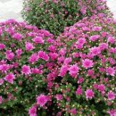 한솔동_첫마을6단지 상가옆 이미지