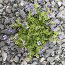 여우눈동자 히도미(천사의 눈물)-Blue Moneywort(Lindernia grandiflora) 이미지