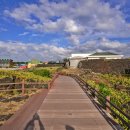 제주 월령리 선인장군락 이미지