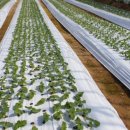 배로농장 이미지