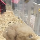 로던트클럽 강서마곡점 이미지