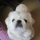 둥이 이미지