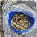 안면도 카사블랑카 이미지