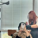 롯데마트 사하점 | 부산 신평 미용실 에리카헤어 롯데마트사하점 염색후기